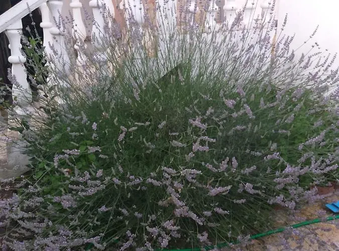 Zvoncica Σπίτι διακοπών *