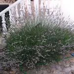 Zvoncica Holiday home *